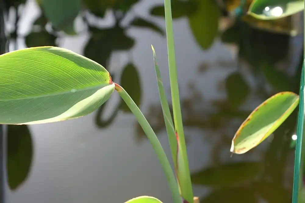 Foto de Thalia dealbata - Leaf and stem:David J. Stang