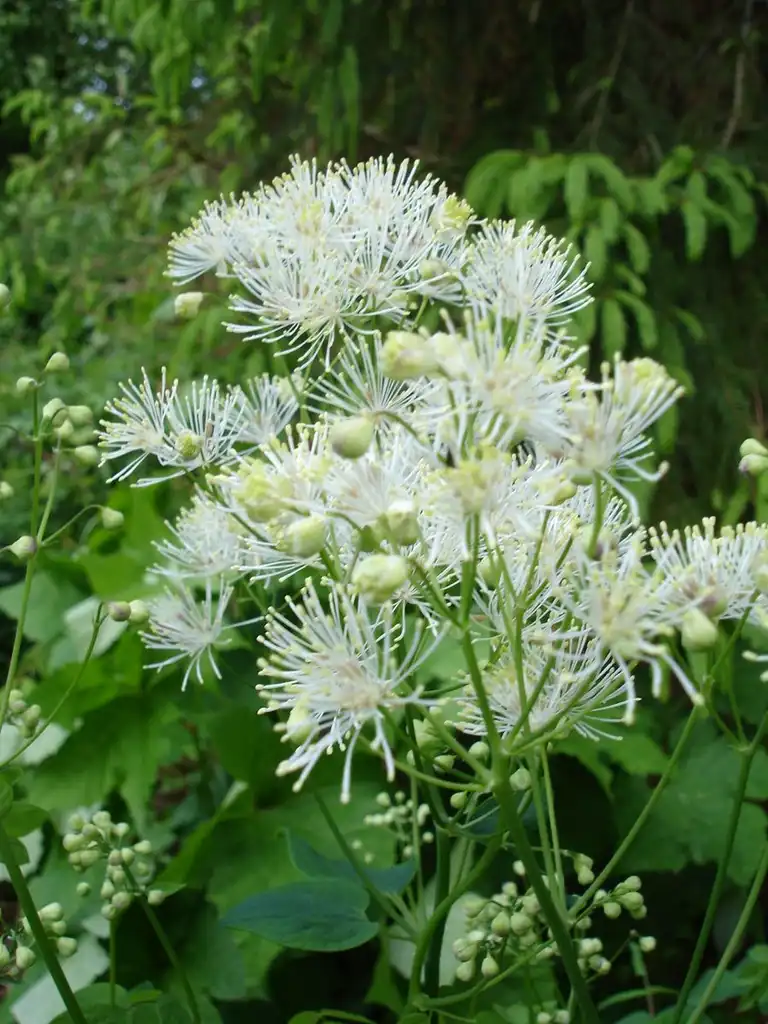 Foto de Thalictrum aquilegiifolium (Thalictrum aquilegiifoliums)