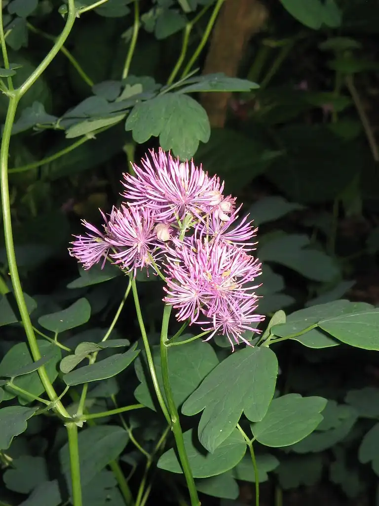 Foto de Thalictrum aquilegiifolium (Thalictrum aquilegiifoliums)