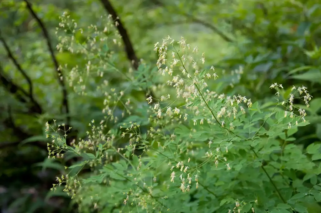 Foto de Thalictrum aquilegiifolium - Flowers:Σ64