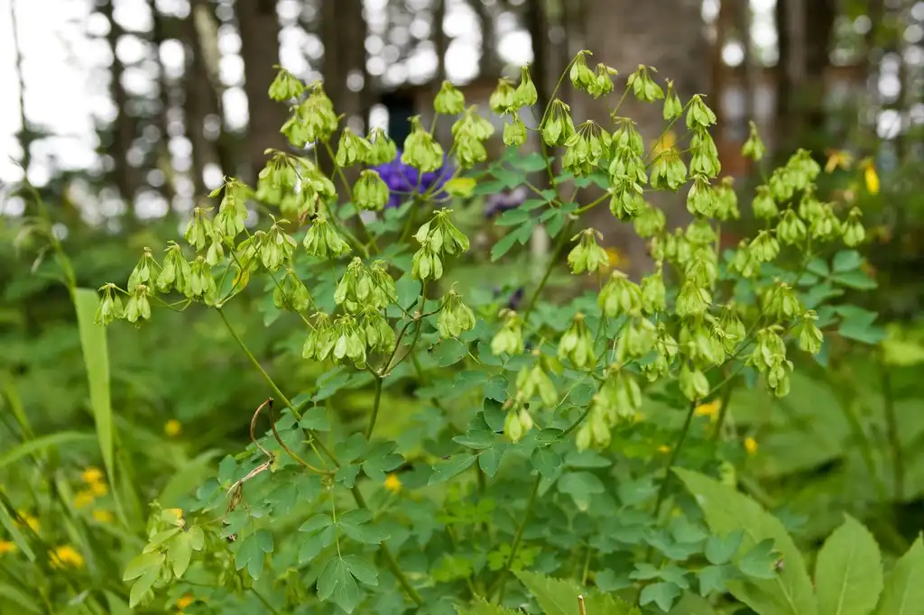 Foto de Thalictrum aquilegiifolium - Fruits and leaves:Σ64