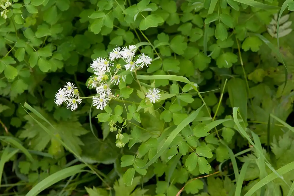 Foto de Thalictrum aquilegiifolium - Flowers and leaves:Σ64