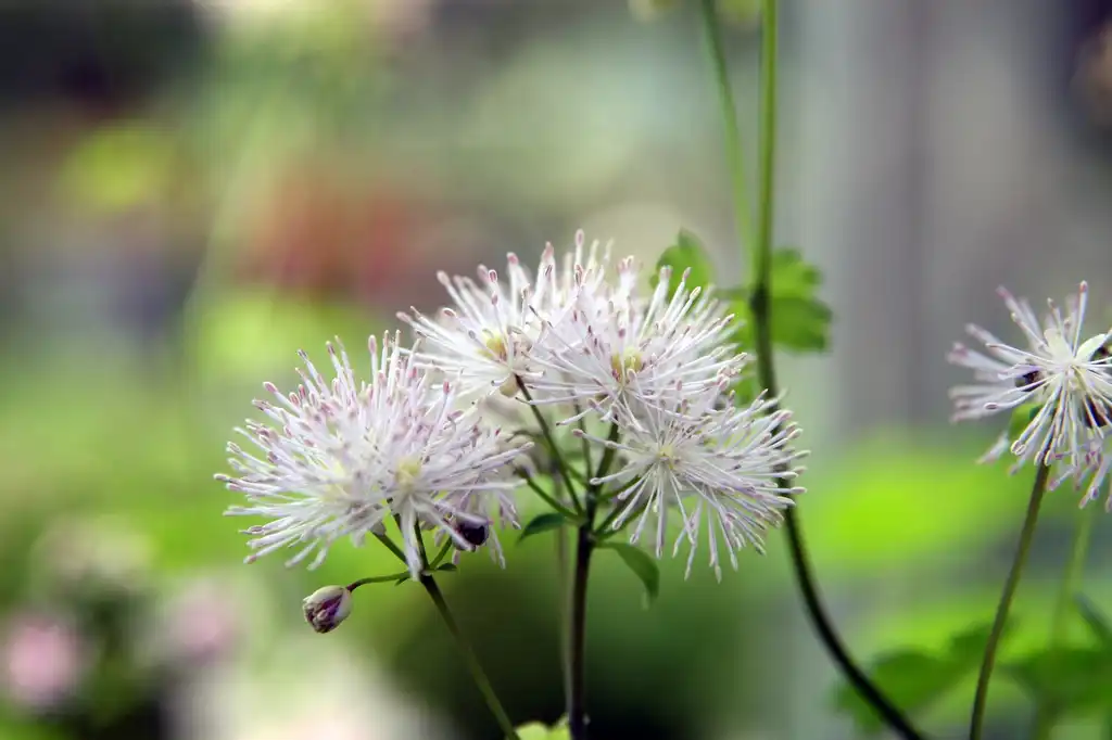 Foto de Thalictrum aquilegiifolium - Flower close-up:David J. Stang