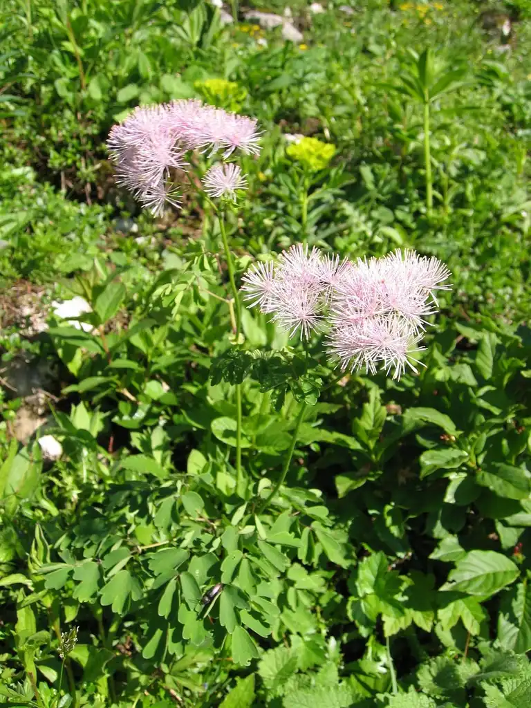 Foto de Thalictrum aquilegiifolium - Full form:Tigerente