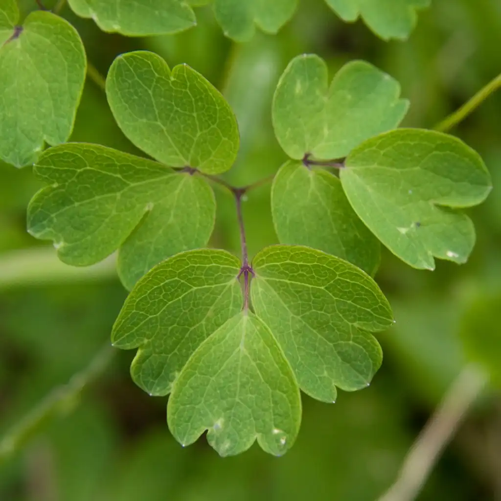 Foto de Thalictrum aquilegiifolium - Leaves close-up:Σ64