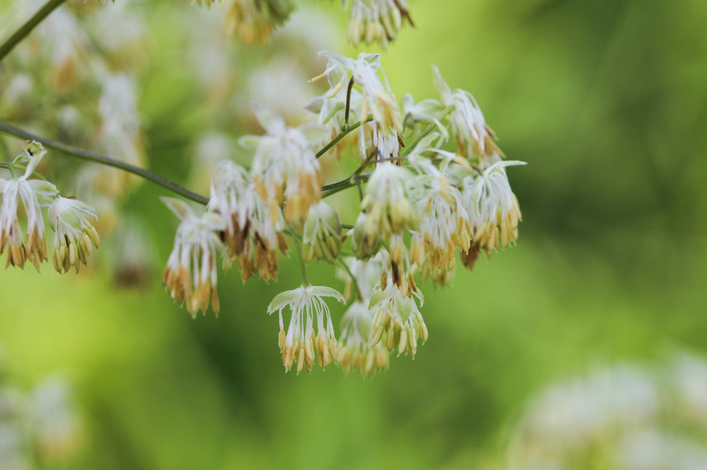 Photo of Thalictrum dasycarpum (Thalictrum dasycarpums)
