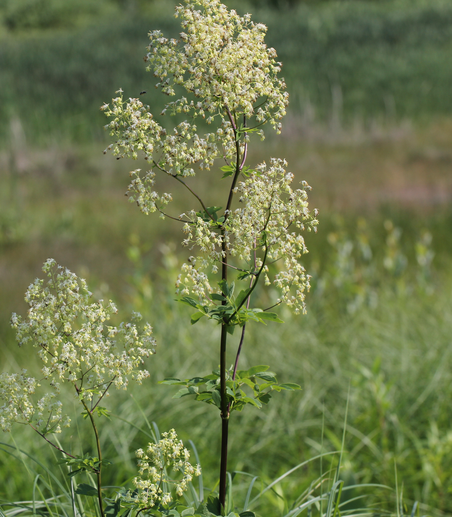Photo of Thalictrum dasycarpum - Flowers:Cassi saari