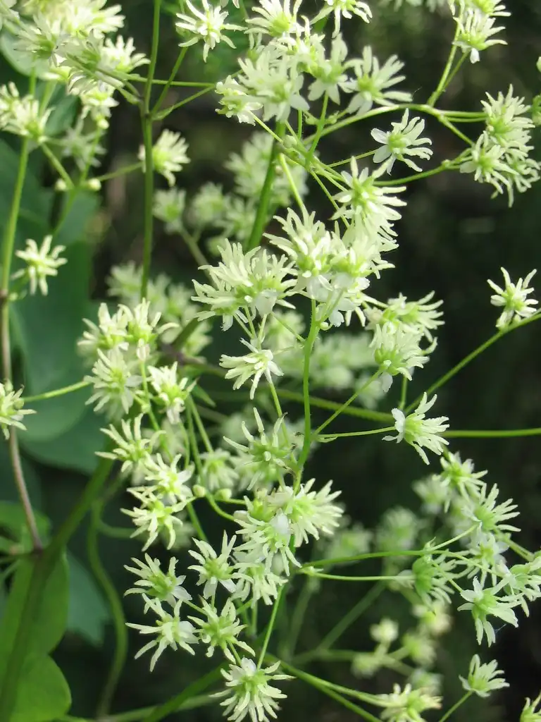 Photo of Thalictrum dasycarpum - Flowers Close-up:Superior National Forest