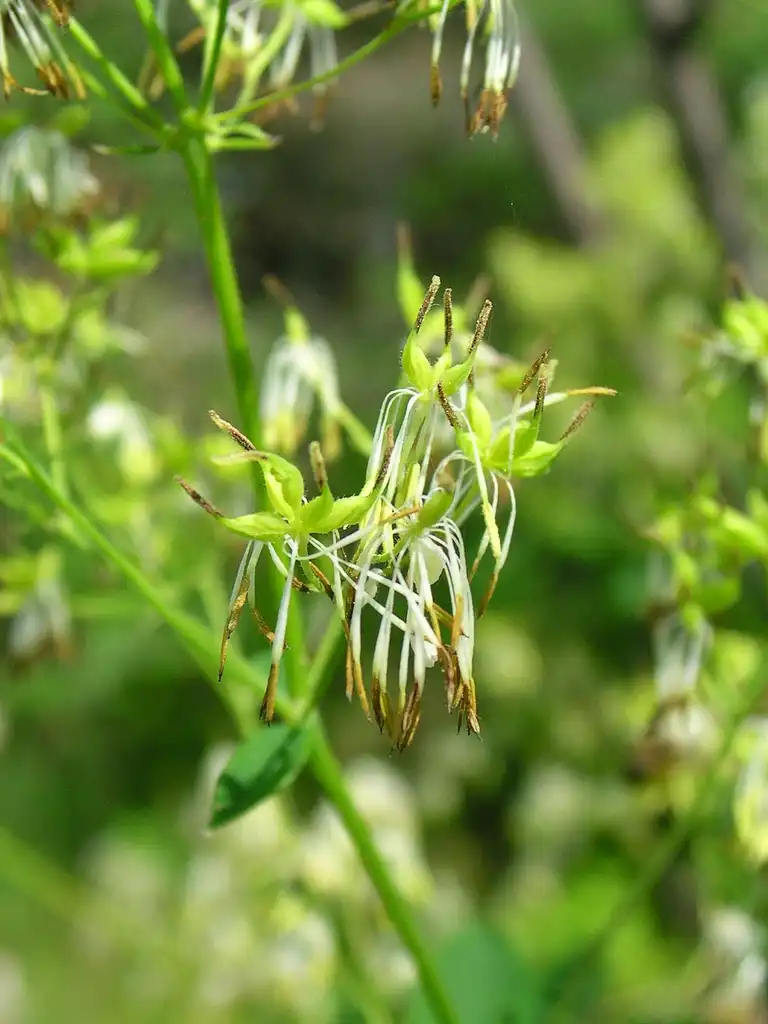 Photo of Thalictrum dasycarpum - Flower detail:Superior National Forest
