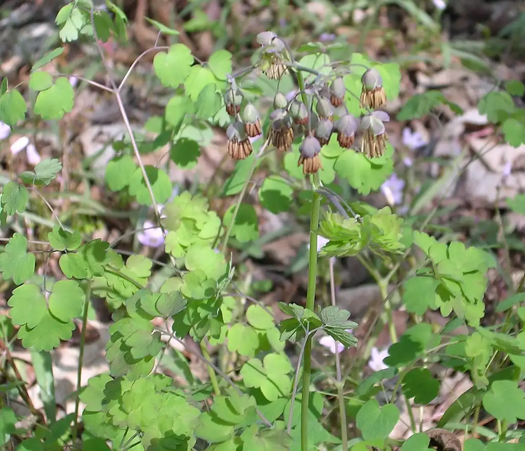 Фото Thalictrum dioicum (Thalictrum dioicums)