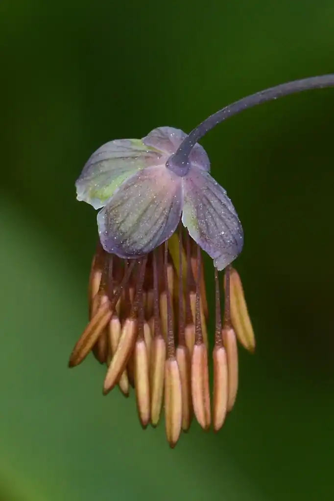 Фото Thalictrum dioicum (Thalictrum dioicums)