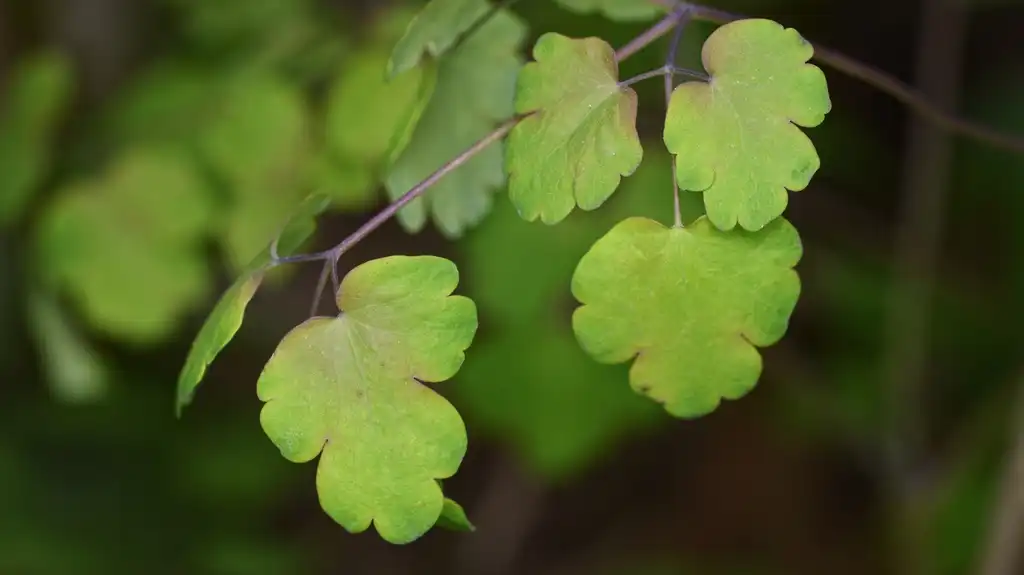 Фото Thalictrum dioicum - Leaves close-up:Ryan Hodnett