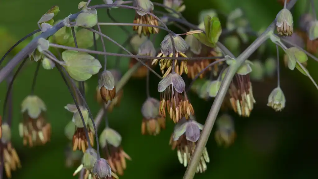 Фото Thalictrum dioicum - Branches and flower:Ryan Hodnett