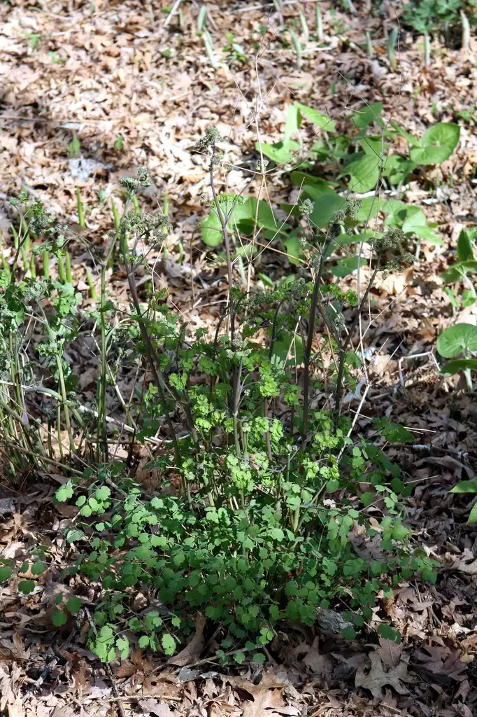 Фото Thalictrum dioicum - Full form:Hardyplants