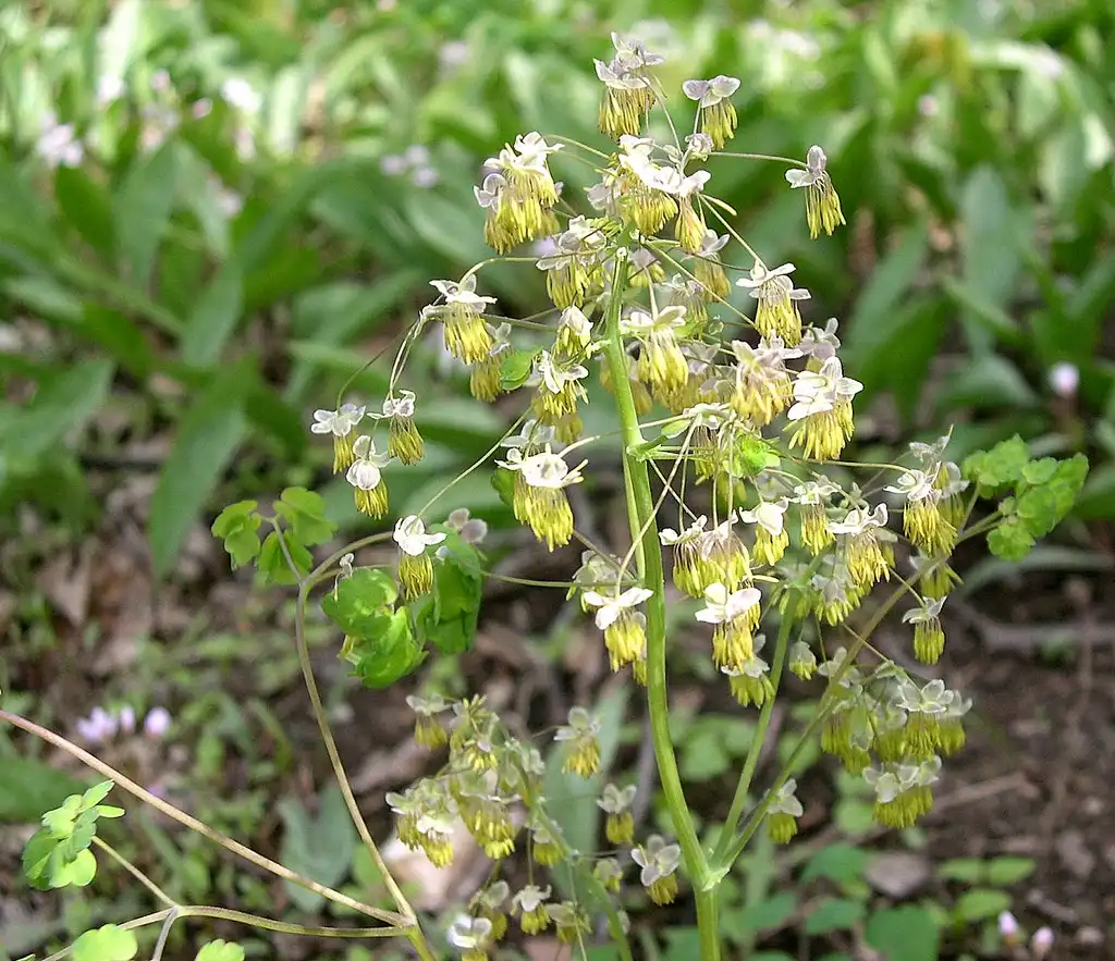 Фото Thalictrum dioicum - Flower and stem:Jason Sturner