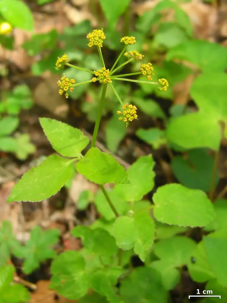 Foto de Thaspium trifoliatum (Thaspium trifoliatums)