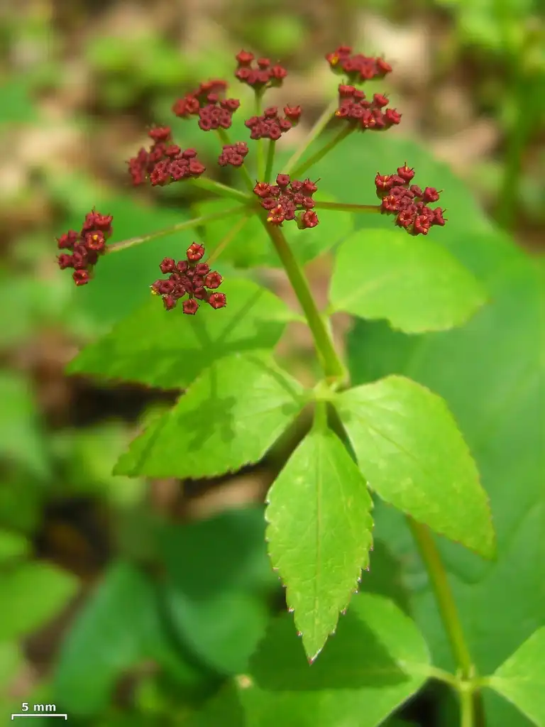 Foto de Thaspium trifoliatum (Thaspium trifoliatums)