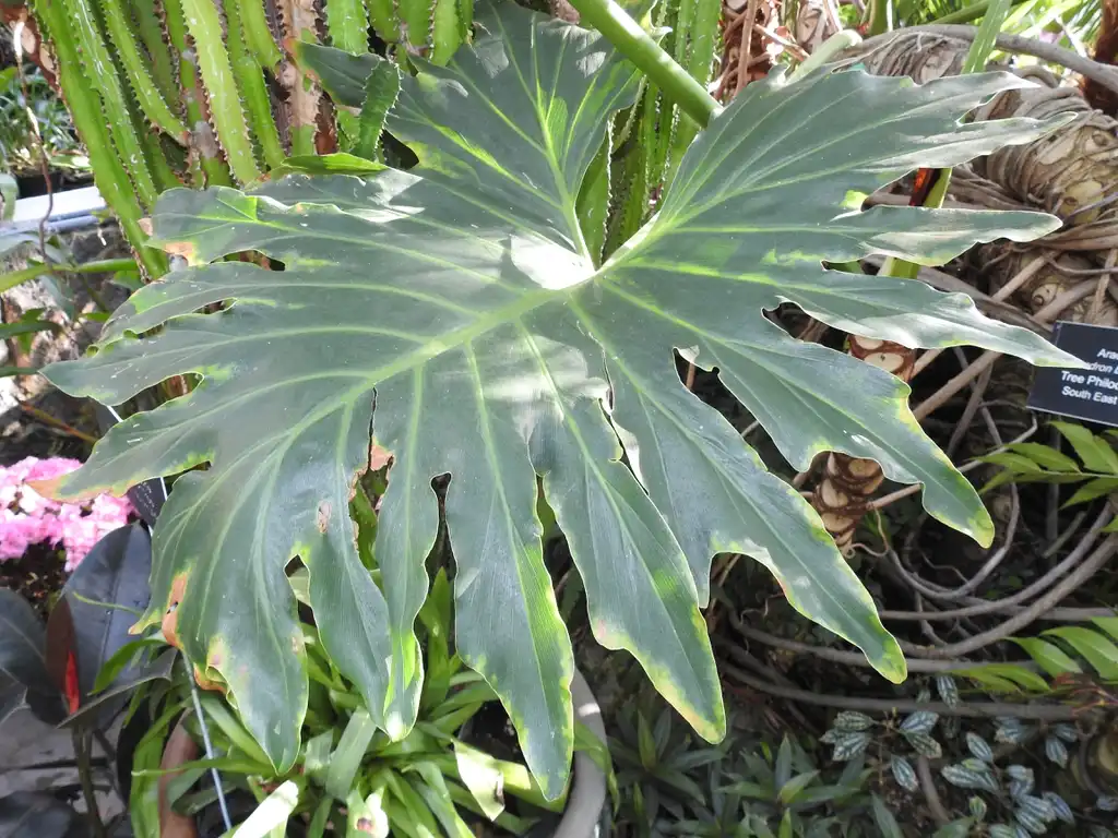Photo of Thaumatophyllum bipinnatifidum (Thaumatophyllum bipinnatifidums)