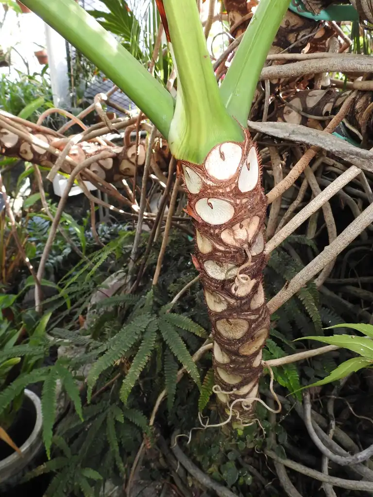 Photo of Thaumatophyllum bipinnatifidum (Thaumatophyllum bipinnatifidums)