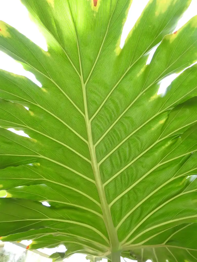 Photo of Thaumatophyllum bipinnatifidum - Underside of leaf:Kathleen Moore