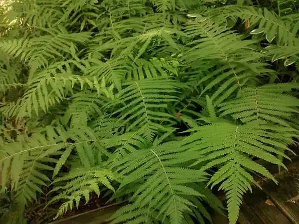 Фото Thelypteris normalis (Thelypteris normaliss)