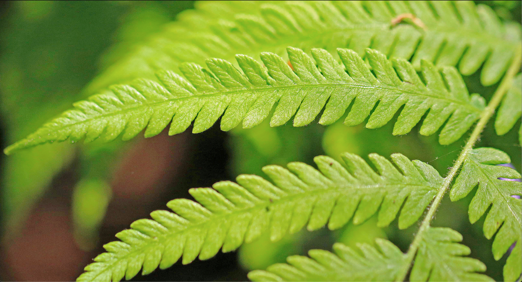 Фото Thelypteris normalis (Thelypteris normaliss)