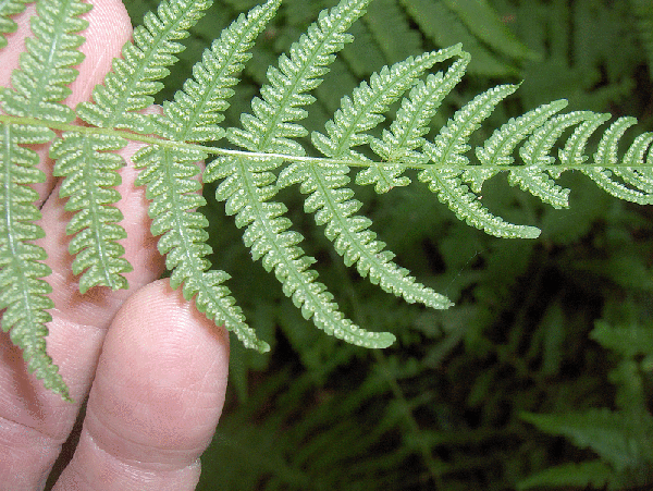 Foto de Thelypteris noveboracensis (Thelypteris noveboracensiss)