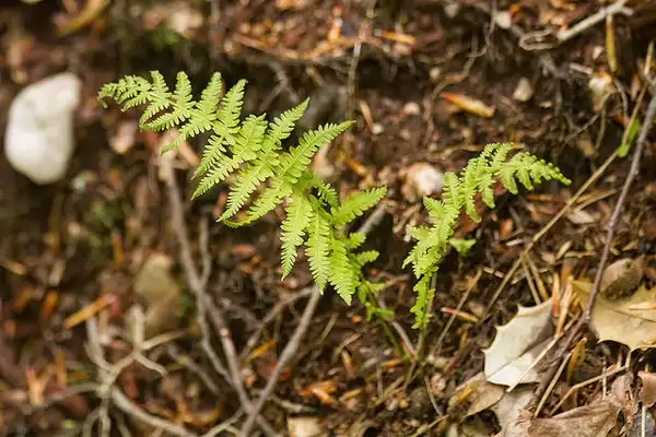 Foto de Thelypteris noveboracensis (Thelypteris noveboracensiss)