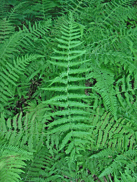 Foto de Thelypteris noveboracensis - Fronds:Homer Edward Price