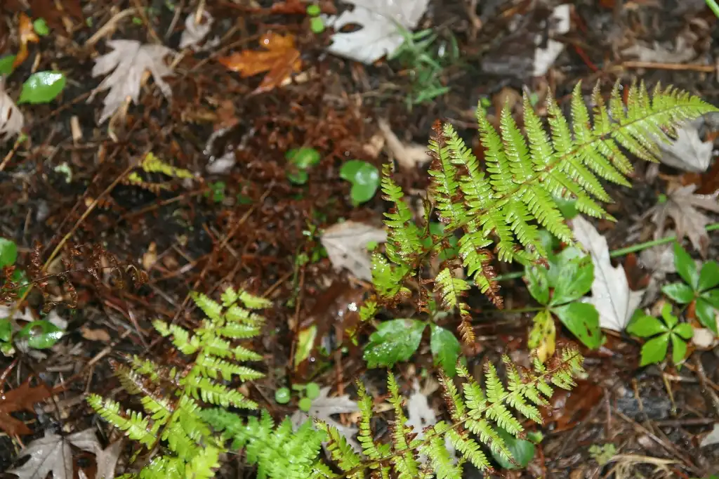 Foto de Thelypteris noveboracensis - Leaves in fall:David J. Stang