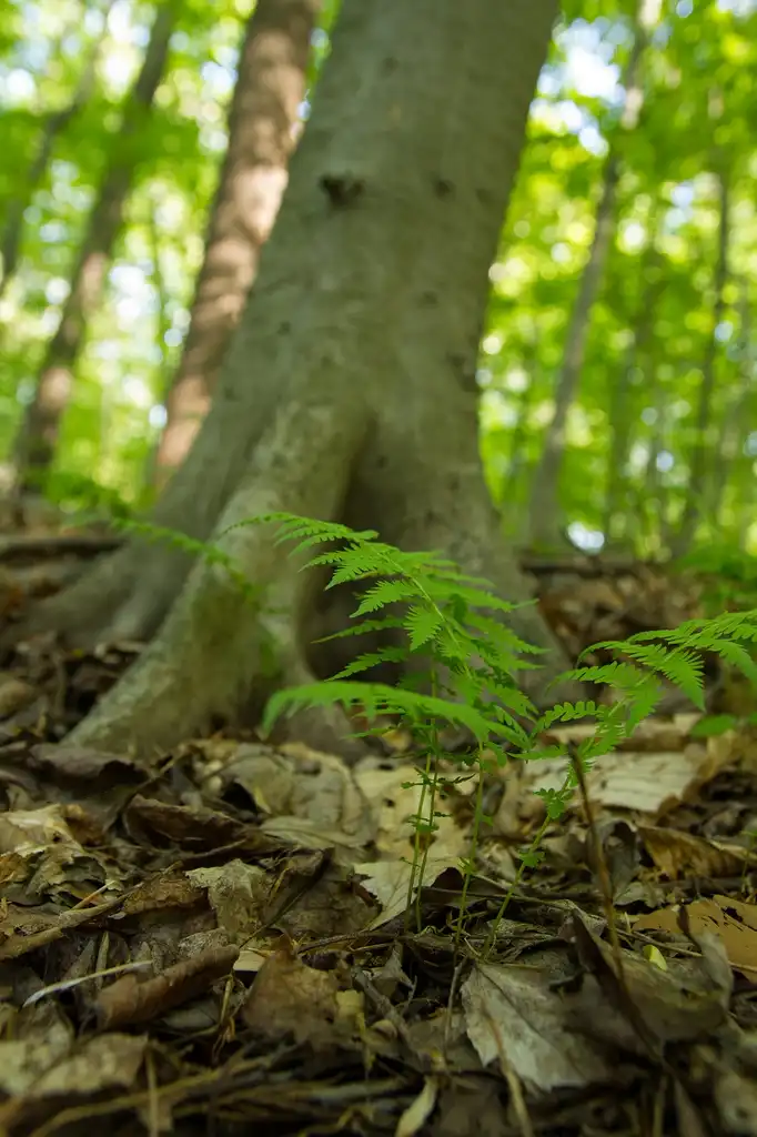 Foto de Thelypteris noveboracensis - Young form:Sam Sheline, courtesy of NatureServe