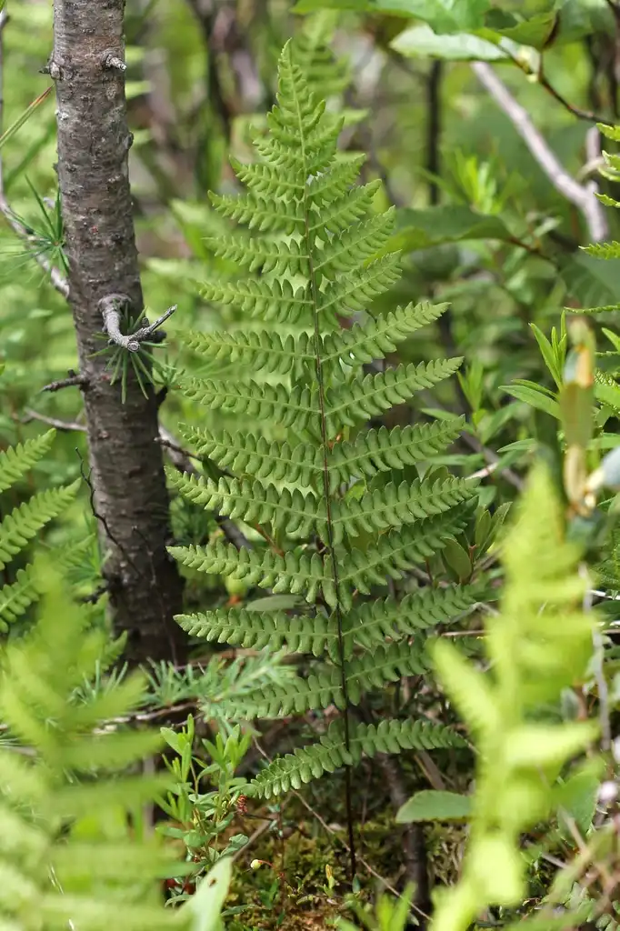 Photo of Thelypteris palustris var. pubescens (Thelypteris palustris var. pubescenss)