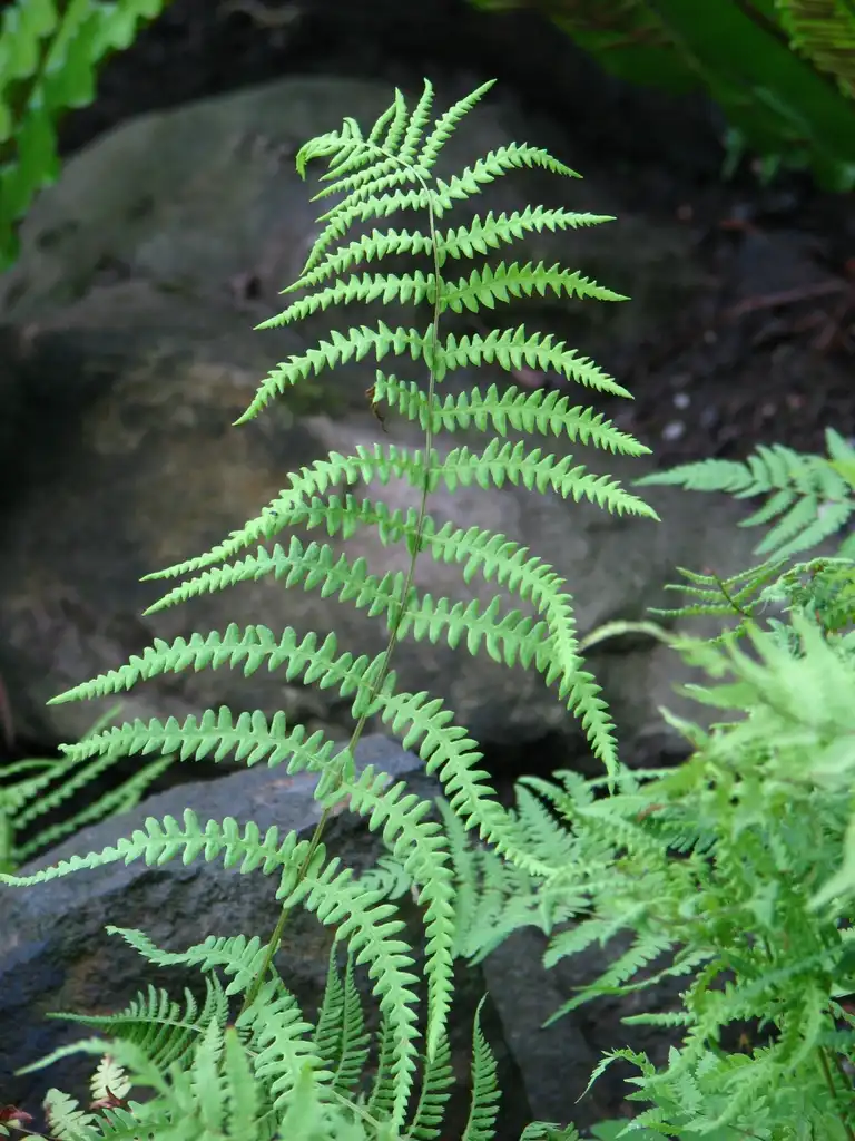 Photo of Thelypteris palustris var. pubescens (Thelypteris palustris var. pubescenss)