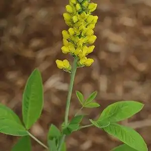 Foto de Thermopsis villosa (Thermopsis villosas)