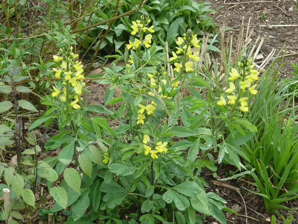 Foto de Thermopsis villosa (Thermopsis villosas)