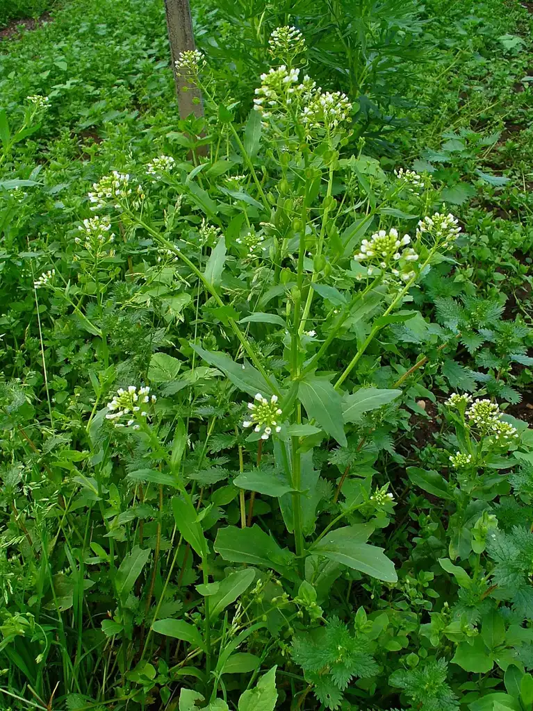Photo of Thlaspi arvense (Thlaspi arvenses)