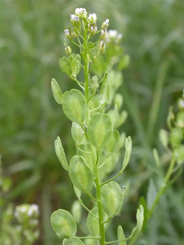 Photo of Thlaspi arvense - Flower and leaves:Matt Lavin