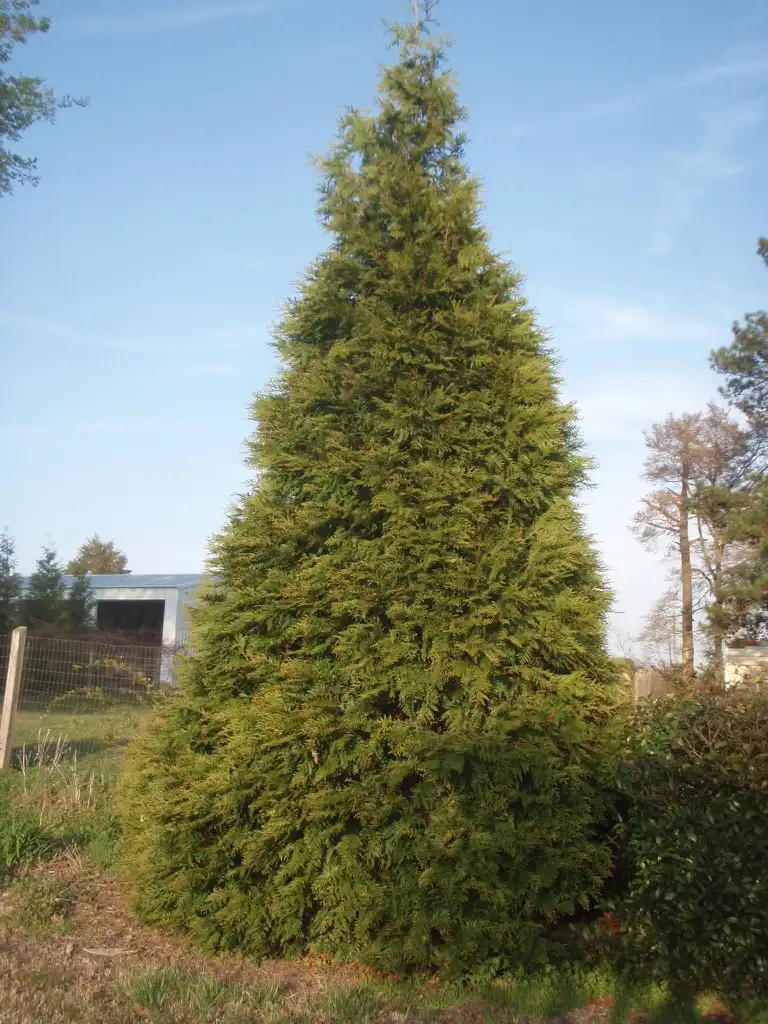 Photo of Thuja 'Green Giant' (Thuja 'Green Giant's)