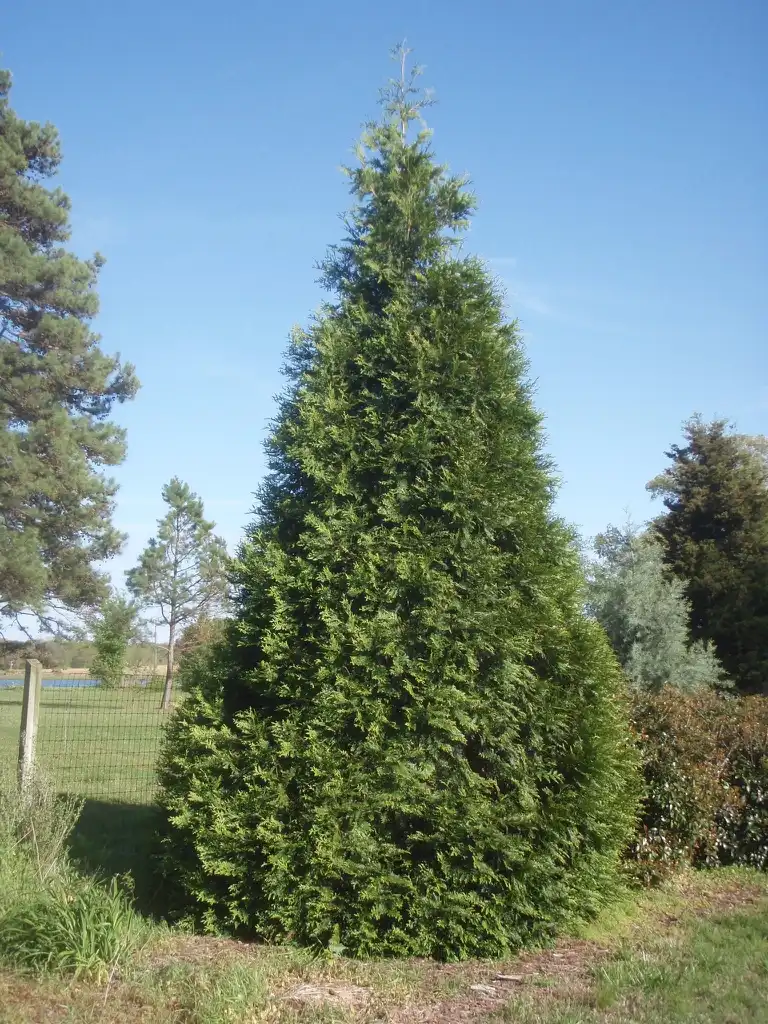 Photo of Thuja 'Green Giant' (Thuja 'Green Giant's)