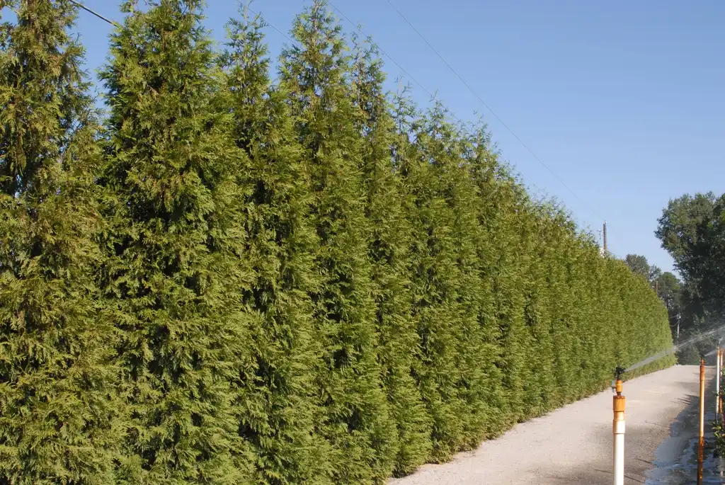 Photo of Thuja 'Green Giant' - Hedge:Jim Robbins