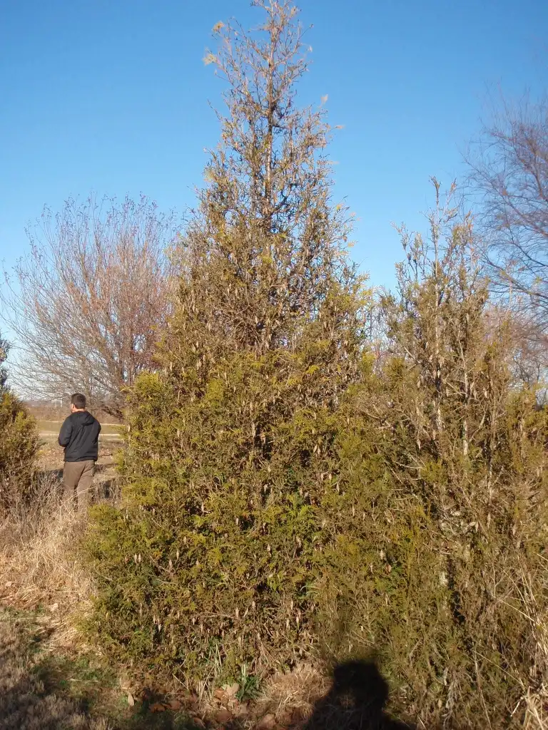Photo of Thuja 'Green Giant' - 'Diirsource' Form:Jim Robbins