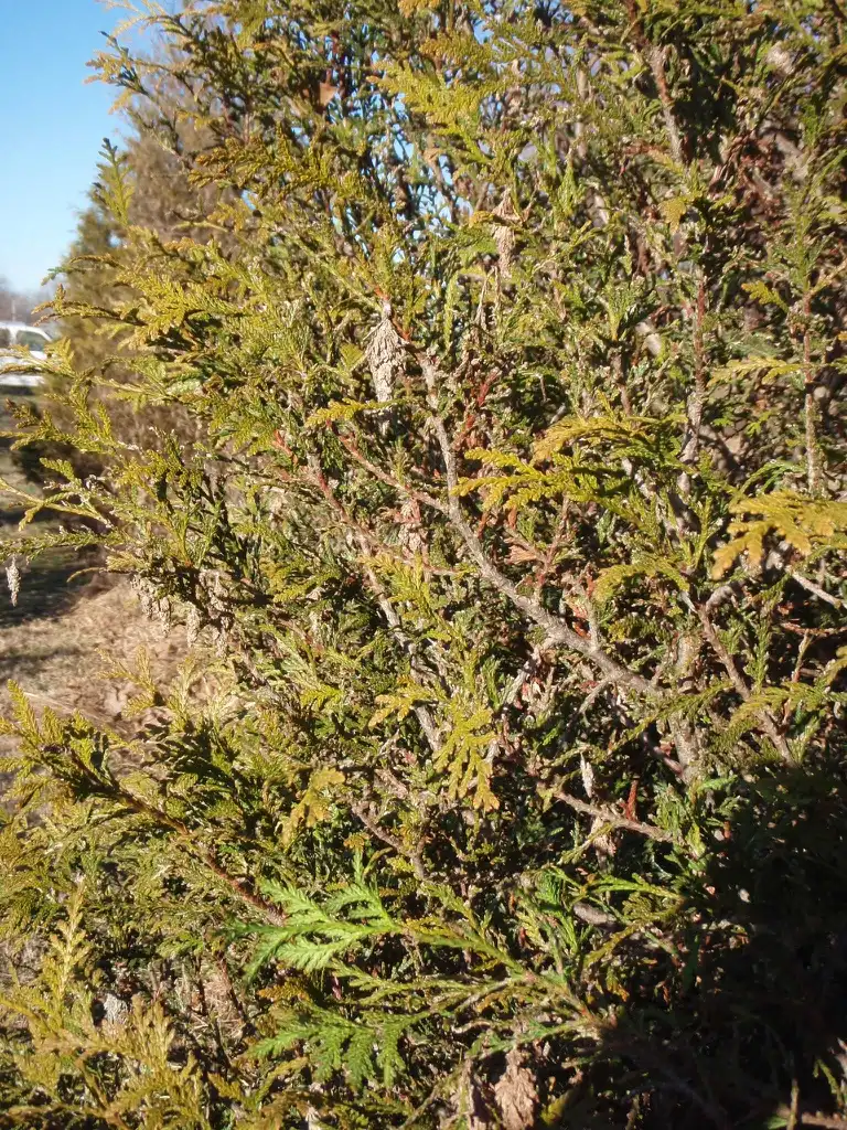 Photo of Thuja 'Green Giant' - 'Diirsource' Leaves:Jim Robbins