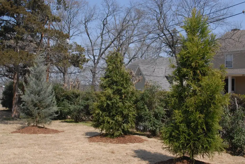Photo of Thuja 'Green Giant' - 'Cupressus Cryptomeria' Form:Jim Robbins