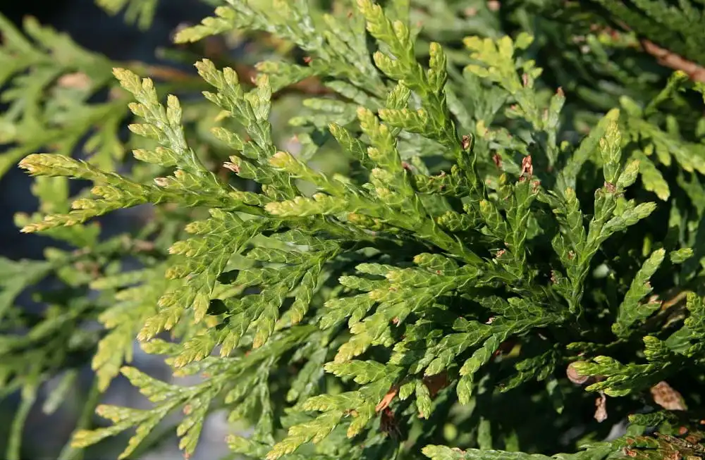Photo of Thuja 'Green Giant' - Leaves close-up:David J. Stang
