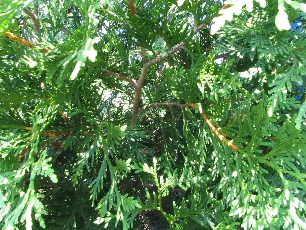 Photo of Thuja 'Green Giant' - Leaves and branches:David J. Stang