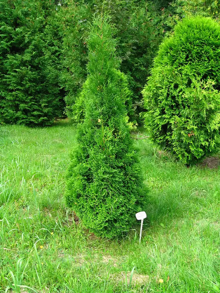 Photo of Thuja occidentalis 'Holmstrup' (Thuja occidentalis 'Holmstrup's)