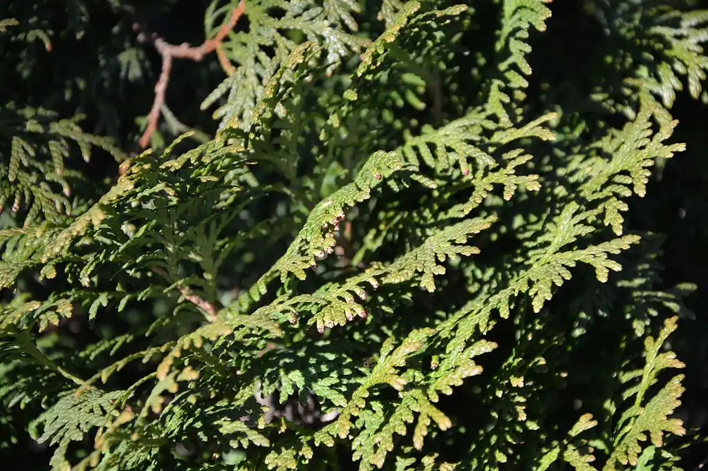 Photo of Thuja occidentalis 'Holmstrup' (Thuja occidentalis 'Holmstrup's)