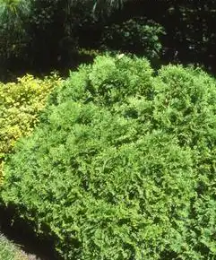 Фото Thuja occidentalis 'Little Gem' (Thuja occidentalis 'Little Gem's)