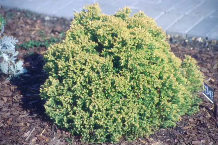 Фото Thuja occidentalis 'Rheingold' (Thuja occidentalis 'Rheingold's)