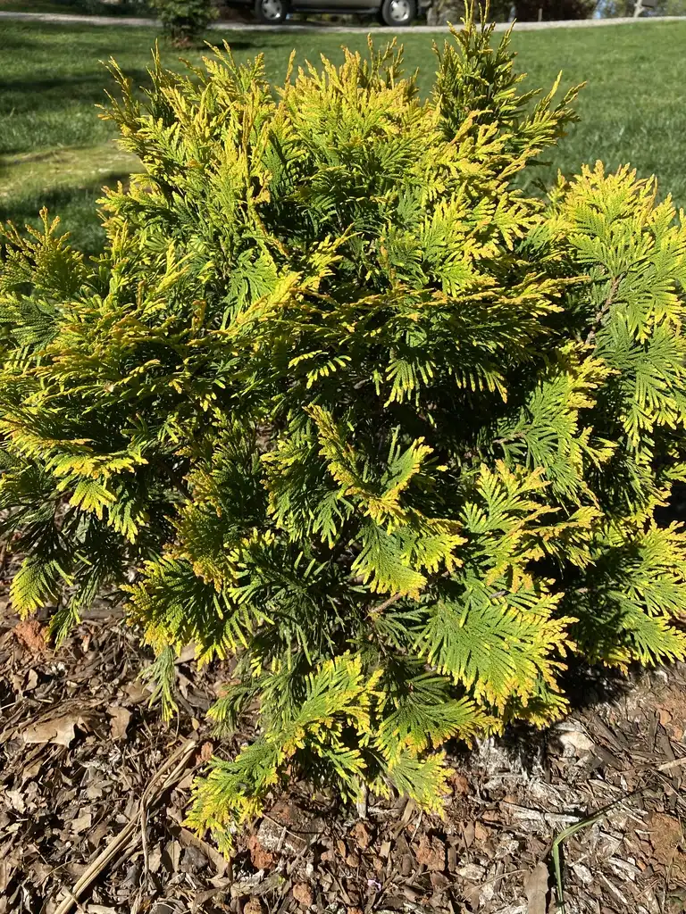 Photo of Thuja occidentalis 'Sunkist' (Thuja occidentalis 'Sunkist's)